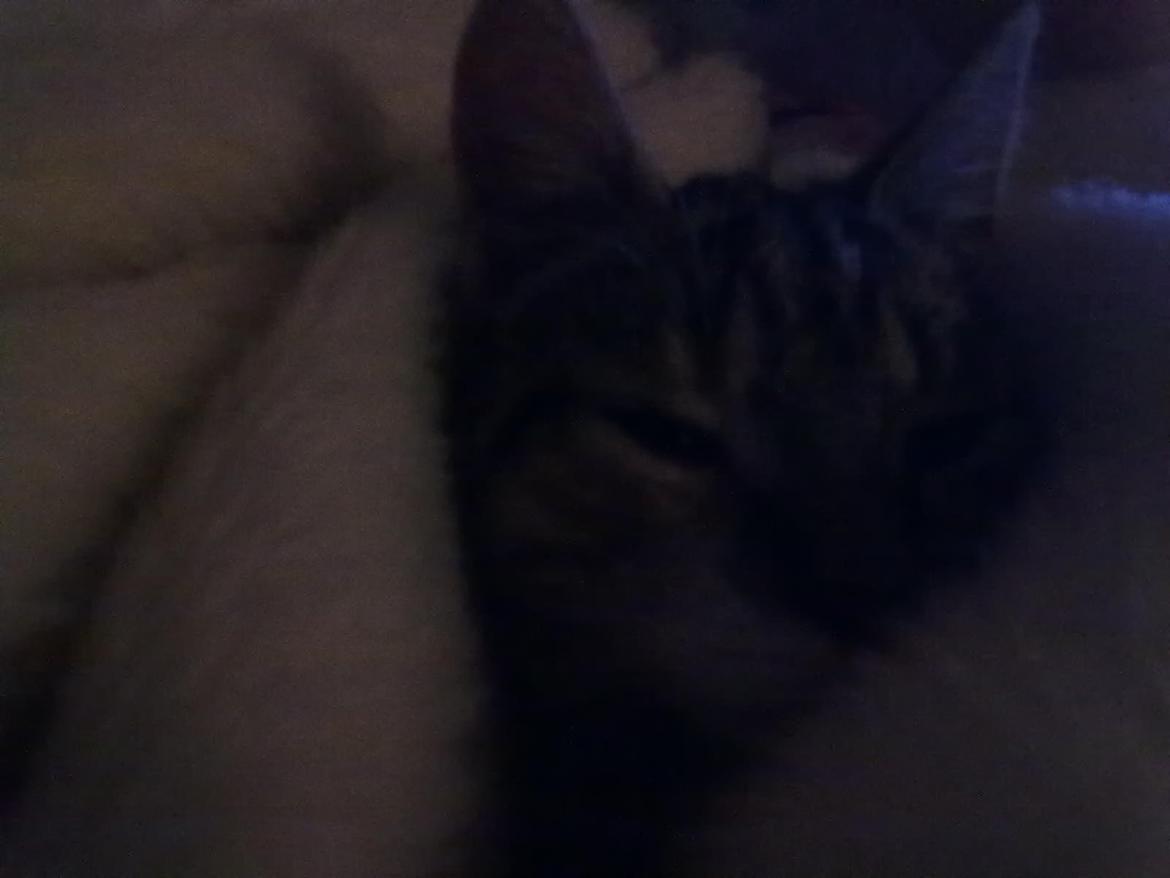 Huskat Speedy - Putter i tæppe:) billede 4