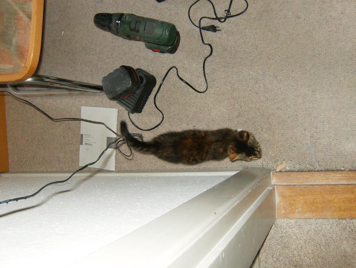 Huskat Speedy - Hvor er jeg dog henne:) billede 7