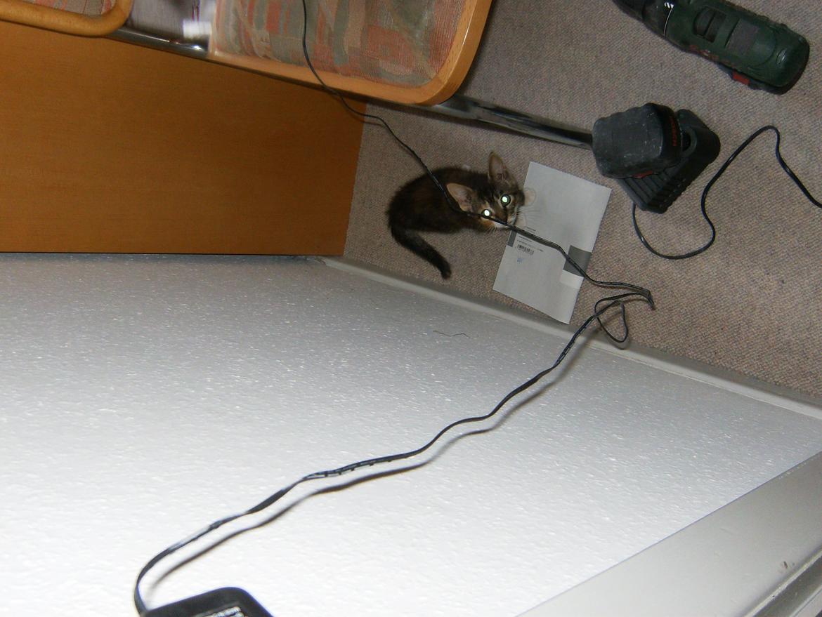 Huskat Speedy - Hvor er jeg dog kommet hen:) billede 8