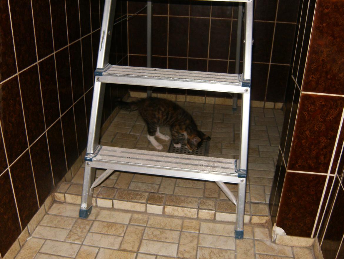 Huskat Speedy - Tjekker lig risten ud i bruseren:) billede 9