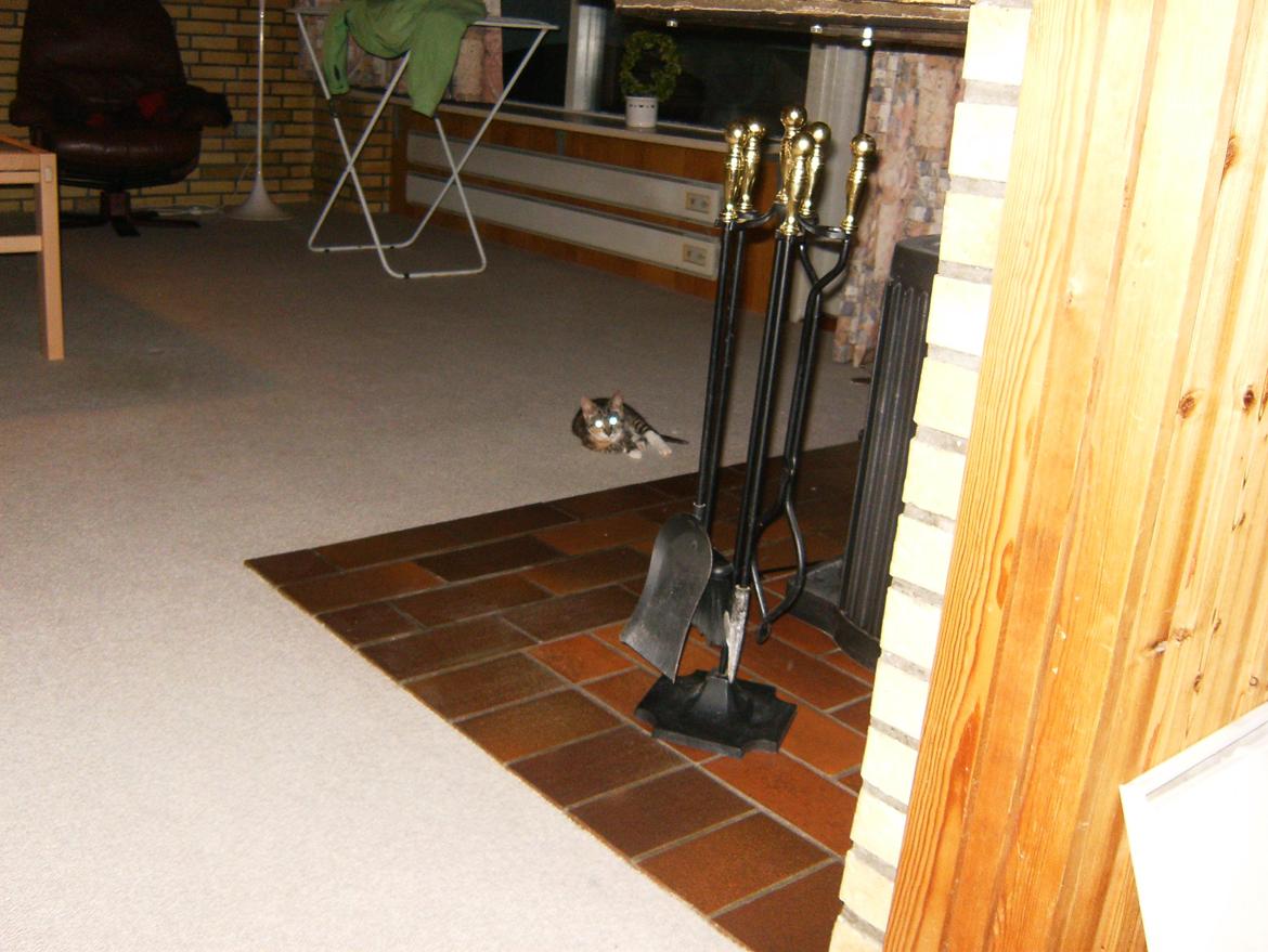 Huskat Speedy - Det her er godt :) billede 10