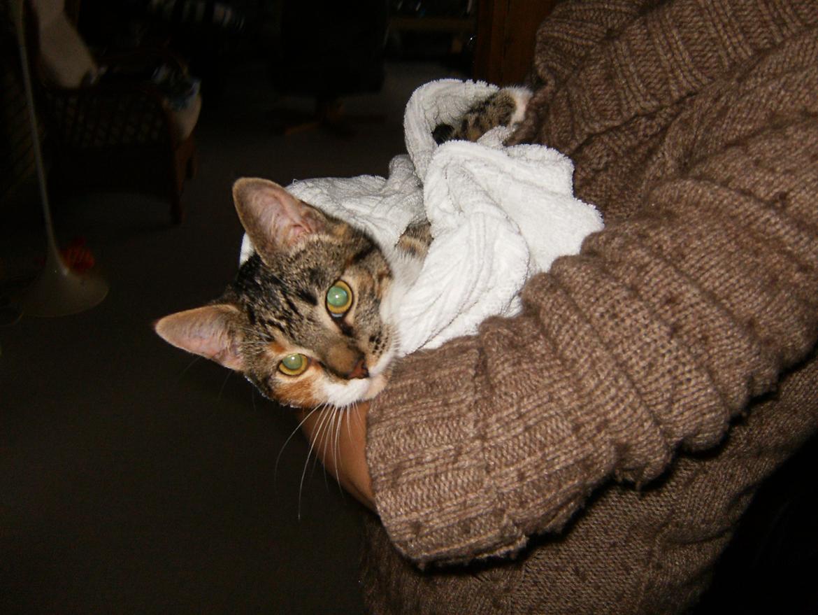 Huskat Speedy - Dejligt et blive gnuppet tør når man har været med far i bad:) billede 12