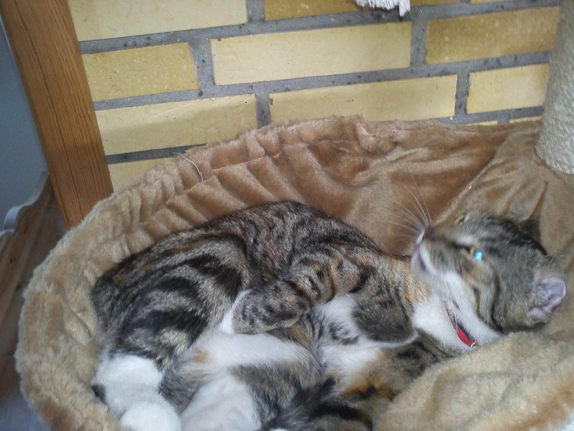 Huskat Speedy - Min køje er mit ynglingssted at ligge og slappe a:) billede 14