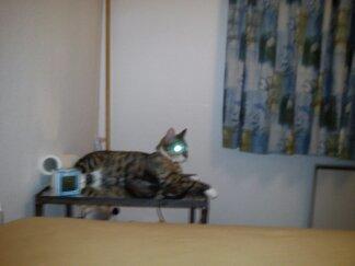 Huskat Speedy - Så ses der fjener i soveværelset:) billede 15