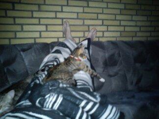 Huskat Speedy - Ser lig lidt fjerner inde i stuen er meget spændende at se hvordan de fanger krapper:) billede 16