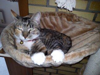 Huskat Speedy - Slapper a i min køje:) billede 17