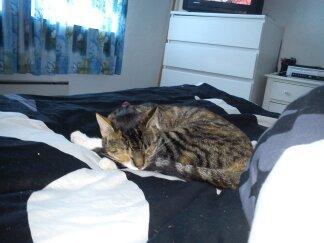 Huskat Speedy - Putter lig inde i sengen:) billede 18