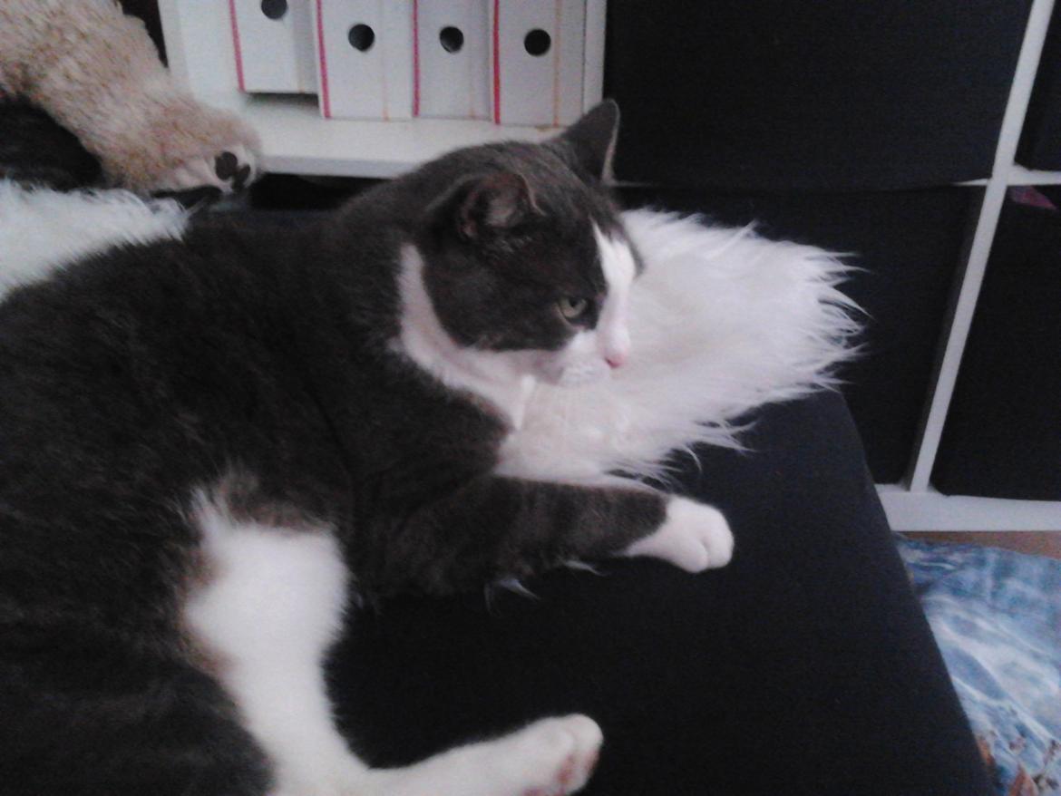 Huskat Simba billede 7