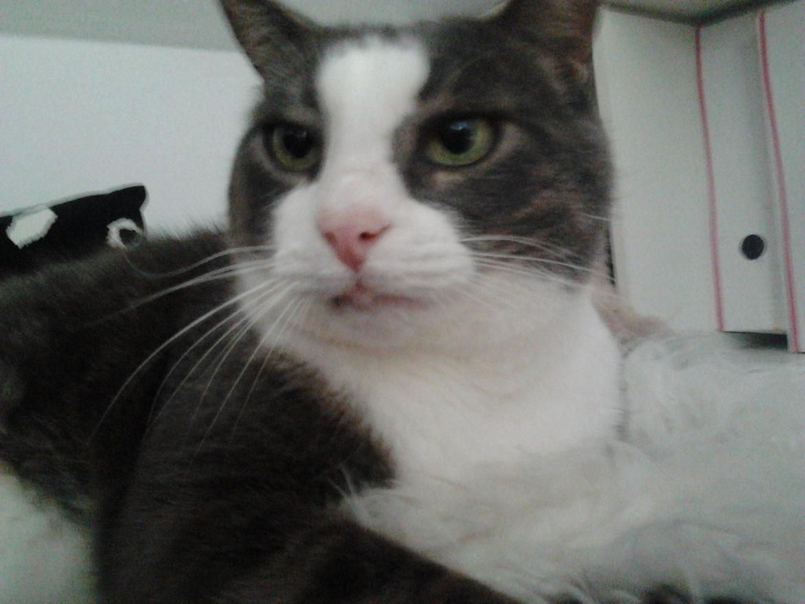 Huskat Simba billede 12