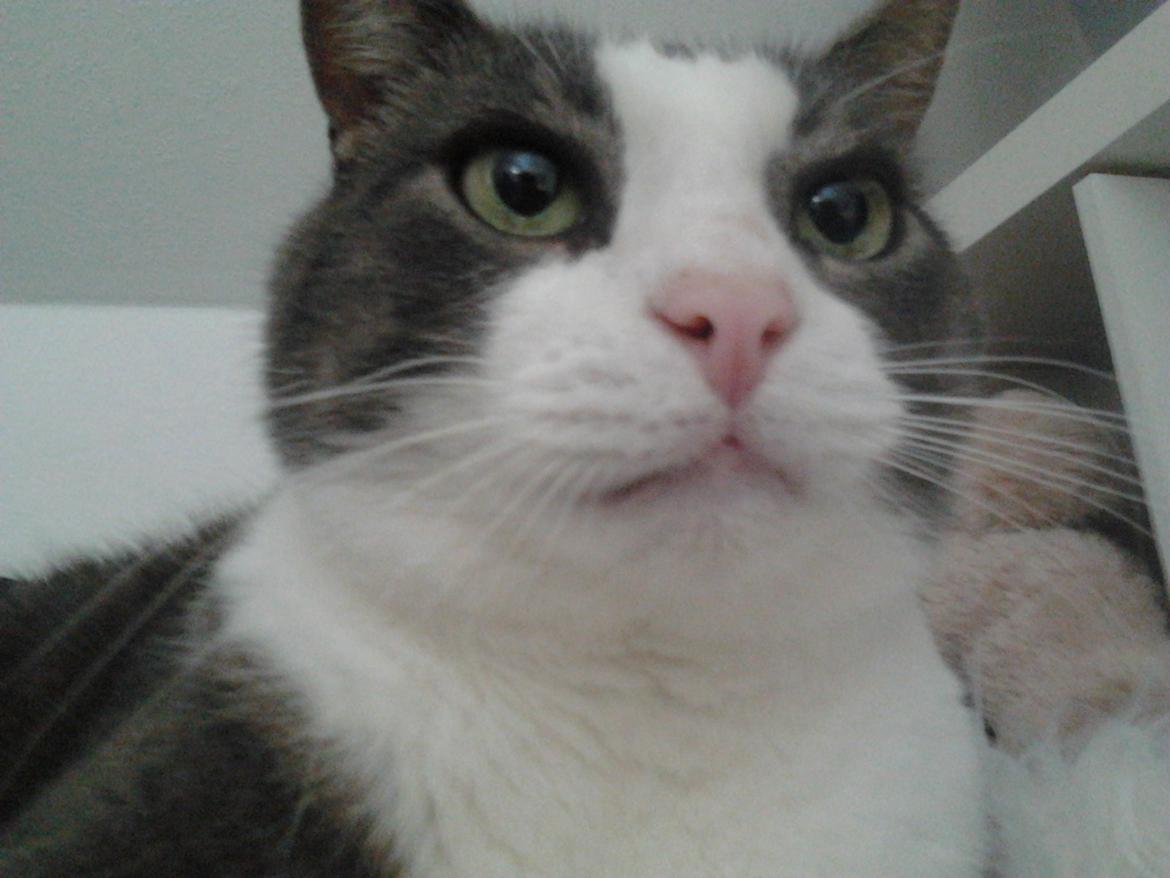 Huskat Simba billede 9