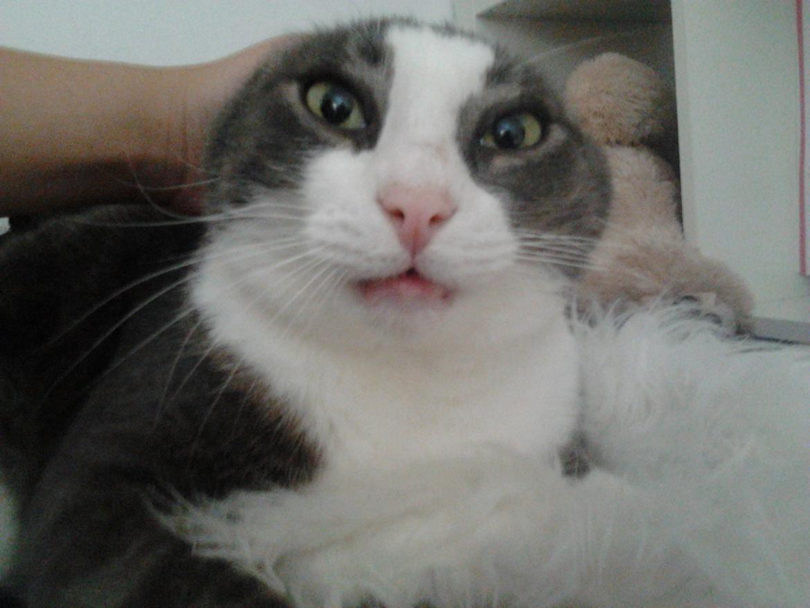 Huskat Simba - Tak fordi i så med :) billede 15