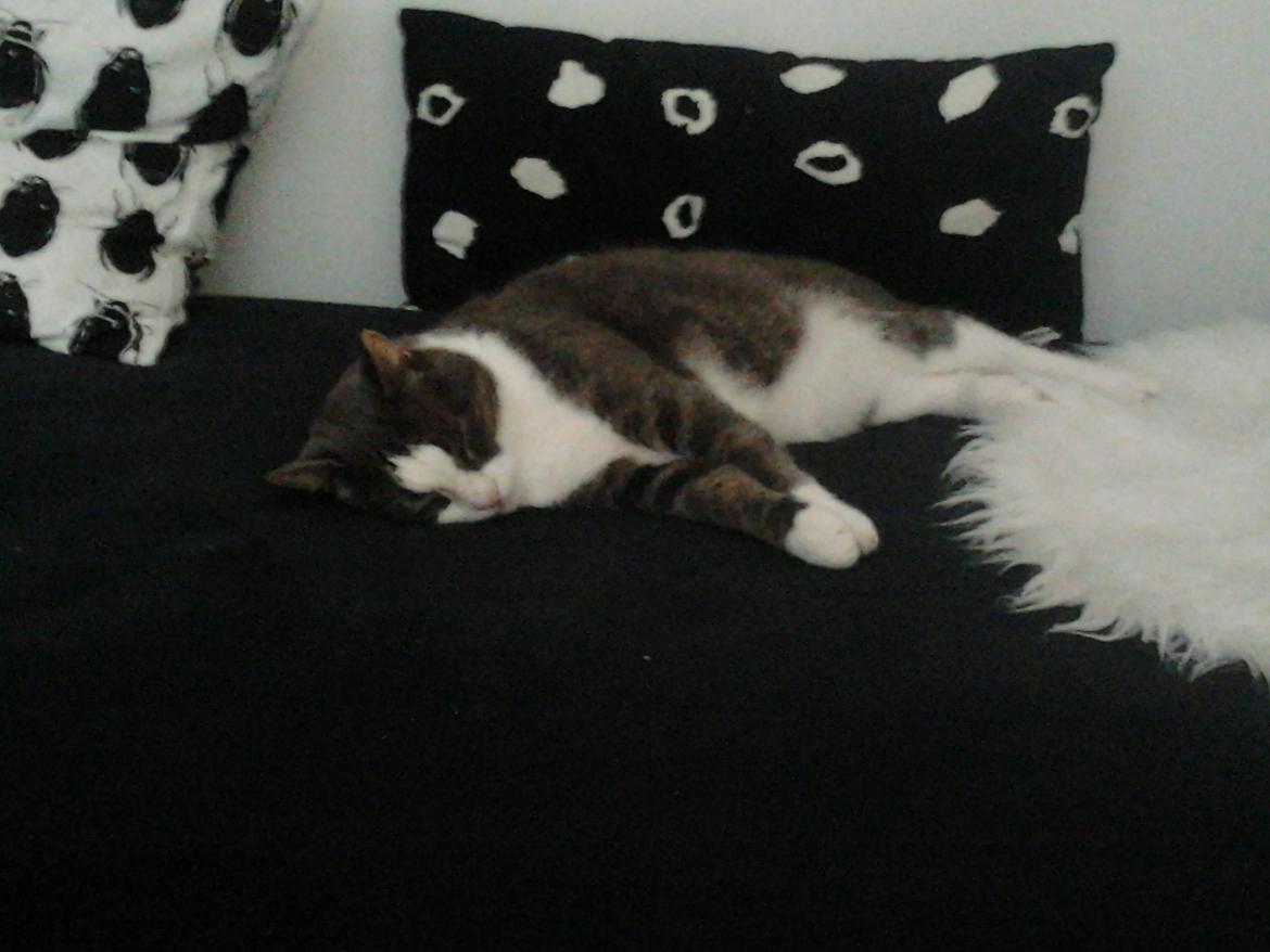 Huskat Simba billede 10