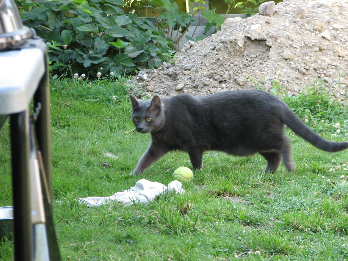 Russian Blue Nanna billede 3