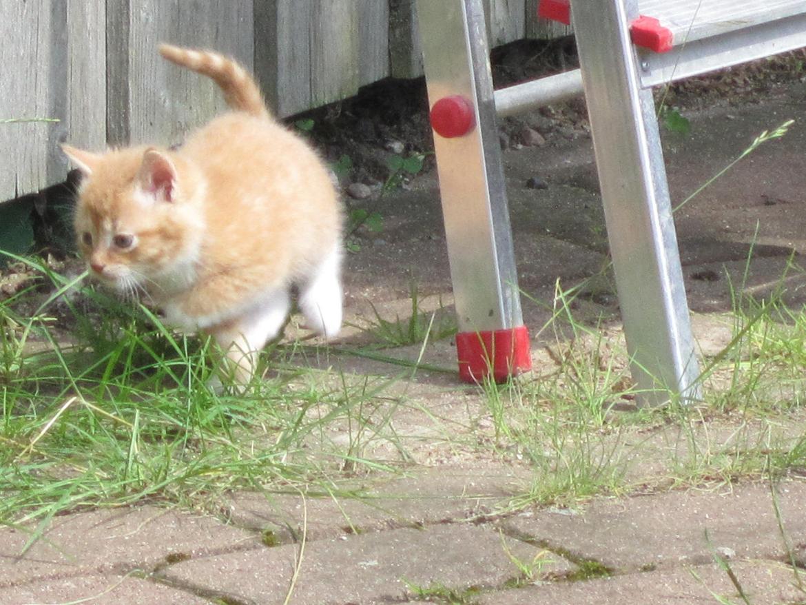 Huskat Sven billede 9