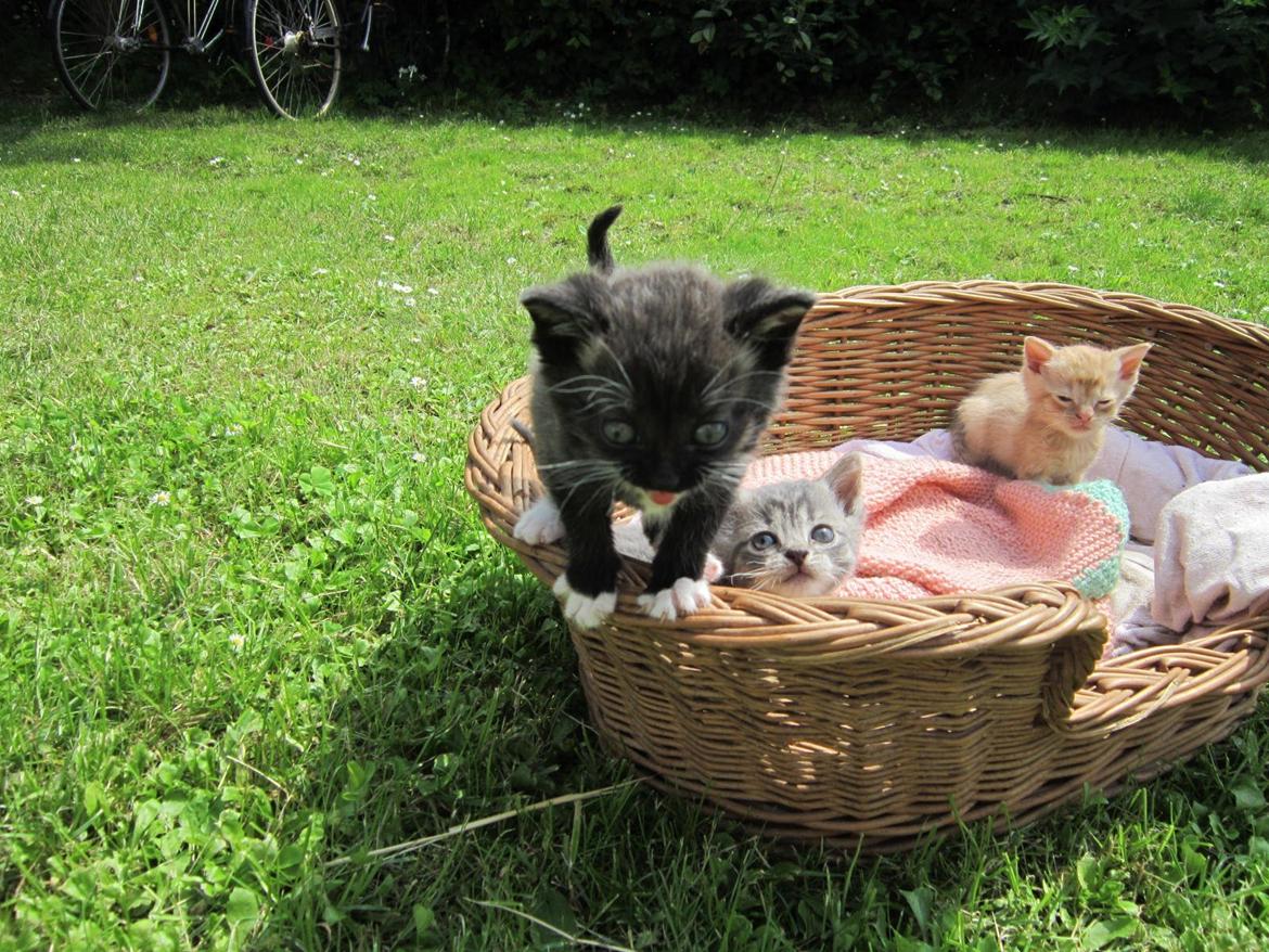 Huskat Perle billede 1