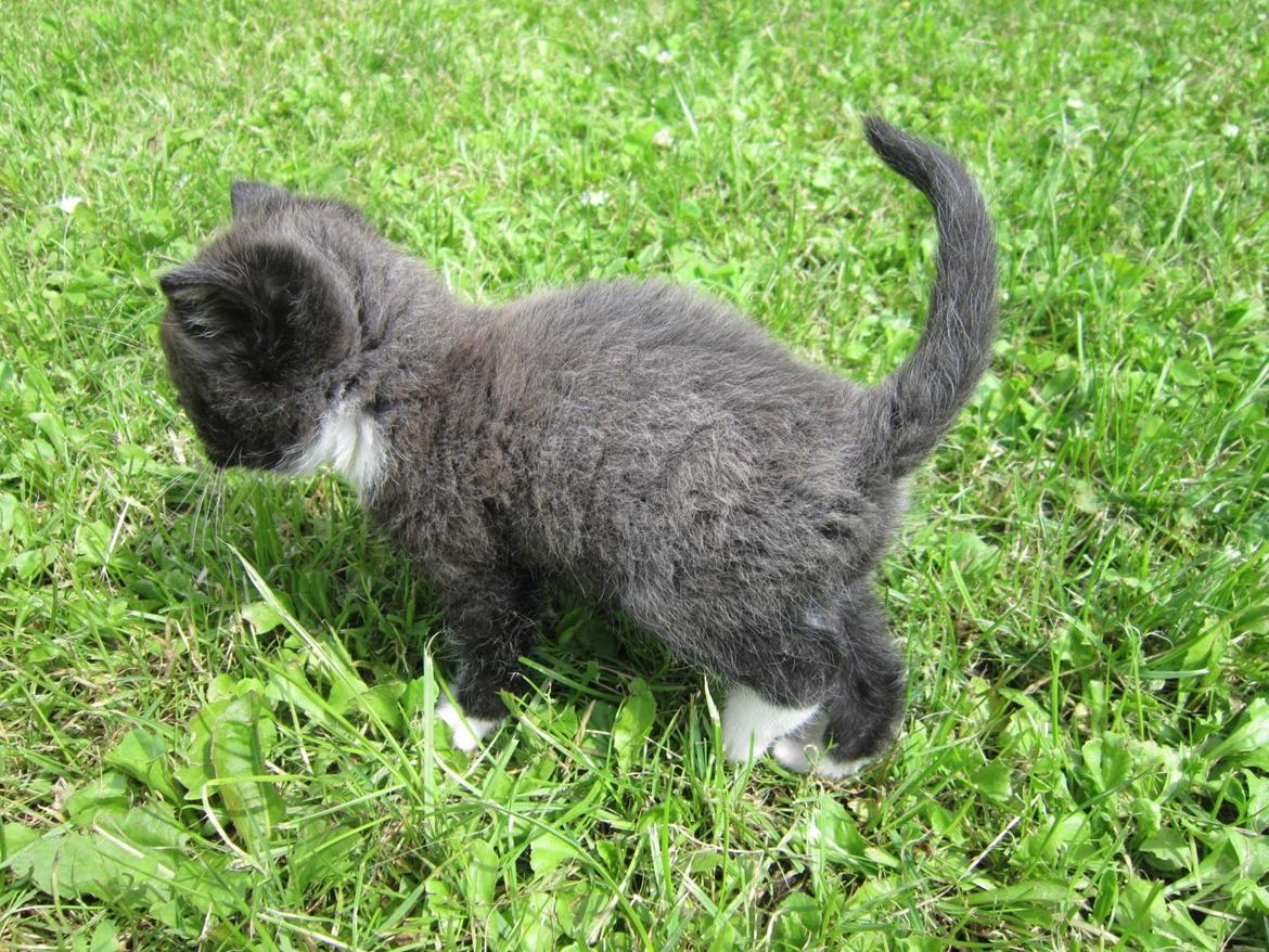 Huskat Perle billede 2