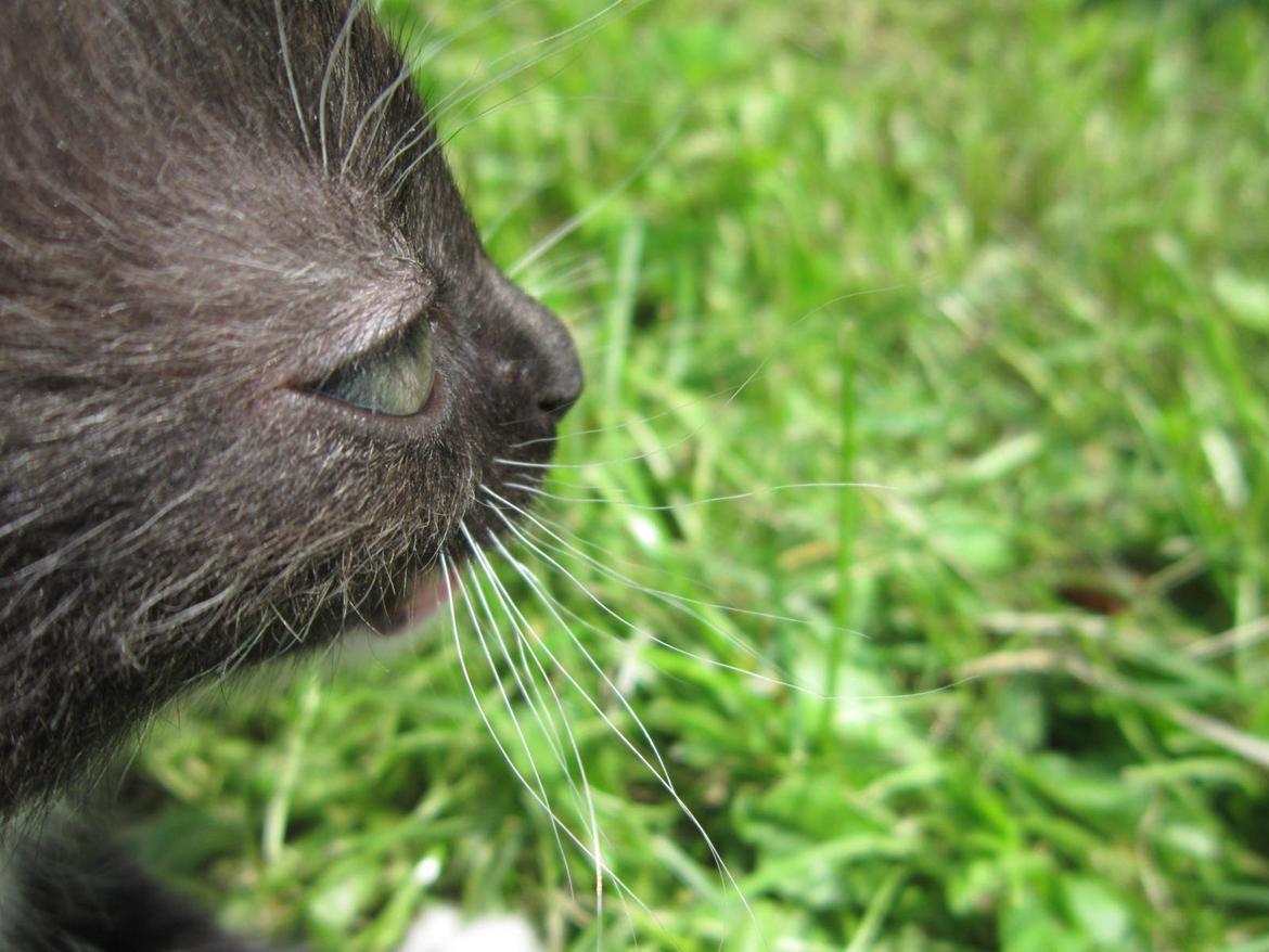 Huskat Perle billede 3