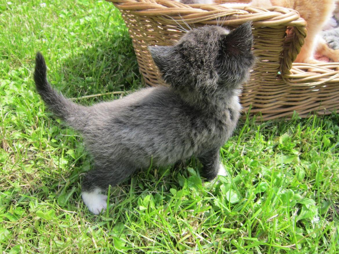 Huskat Perle billede 4