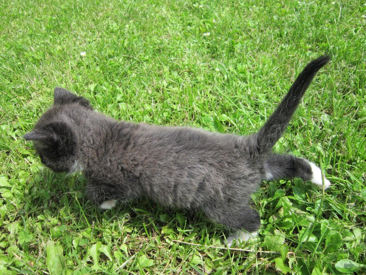 Huskat Perle billede 5