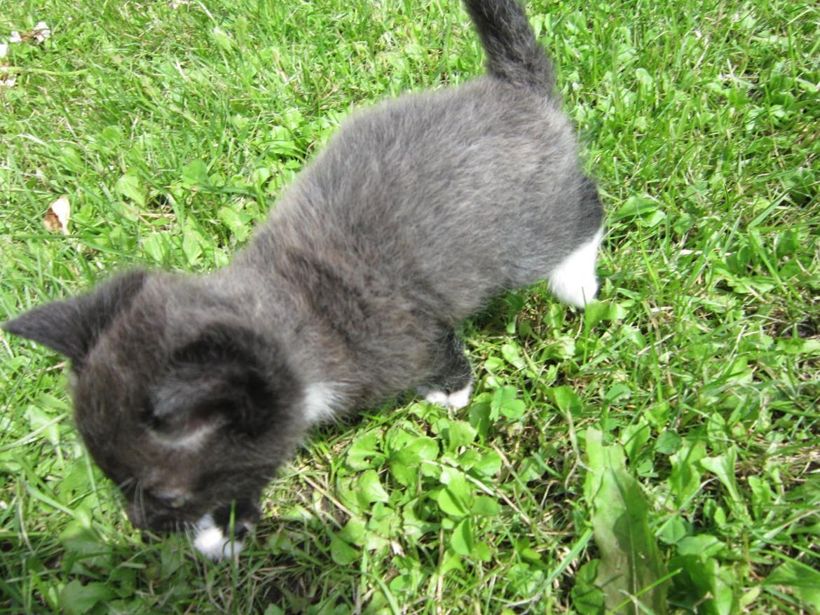 Huskat Perle billede 6