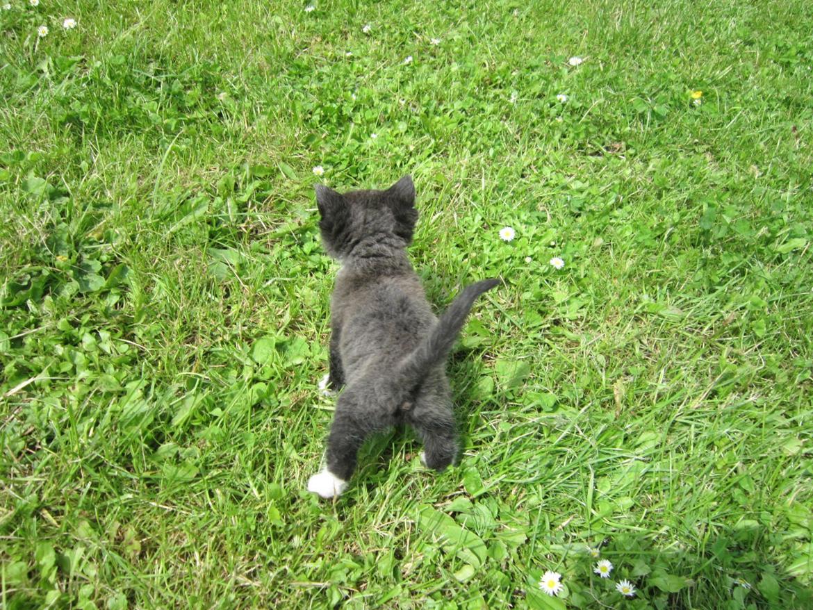 Huskat Perle billede 7