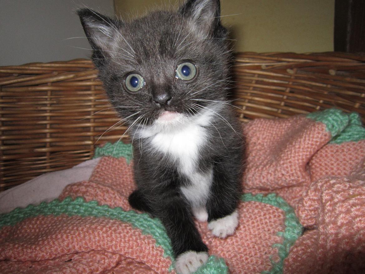 Huskat Perle billede 9