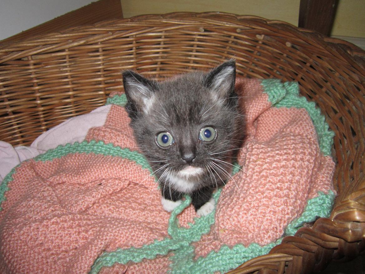 Huskat Perle billede 10