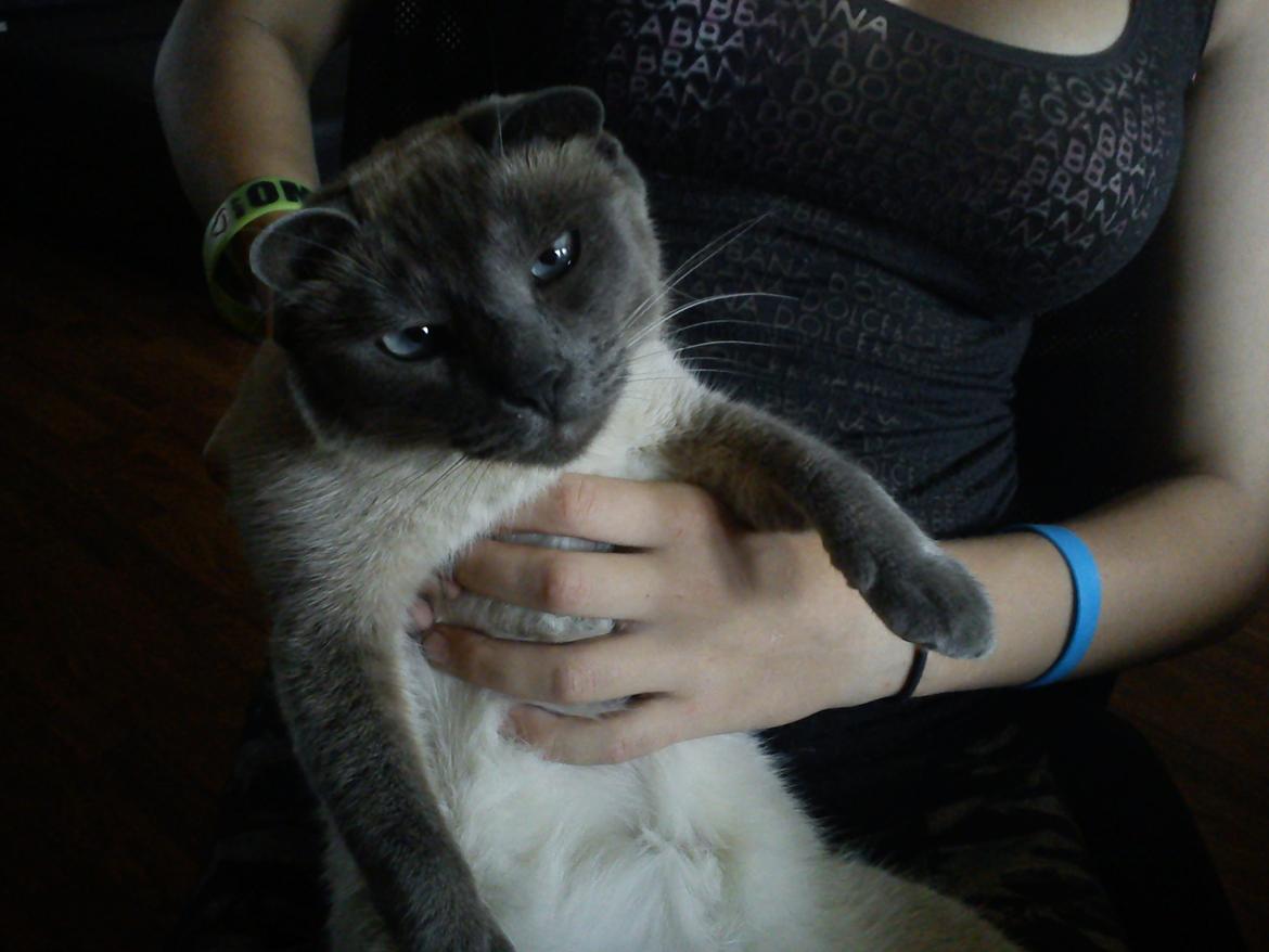 Blanding af racer Blue Delle R.I.P billede 14