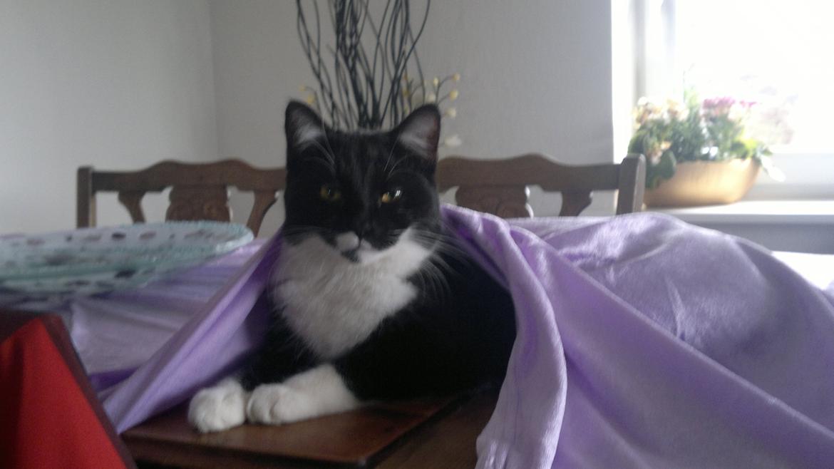 Huskat Fnuller - Fnuller mener ikke ar dugge er til pynt men til at gemme sig under... billede 6