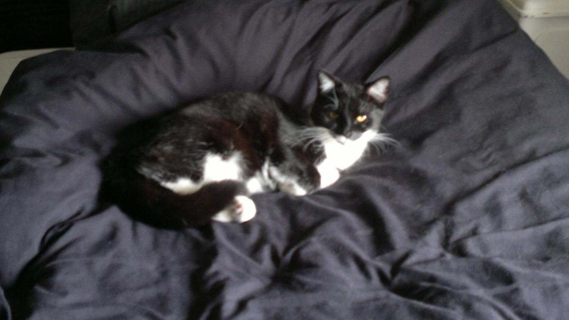 Huskat Fnuller - Putter i sengen billede 7