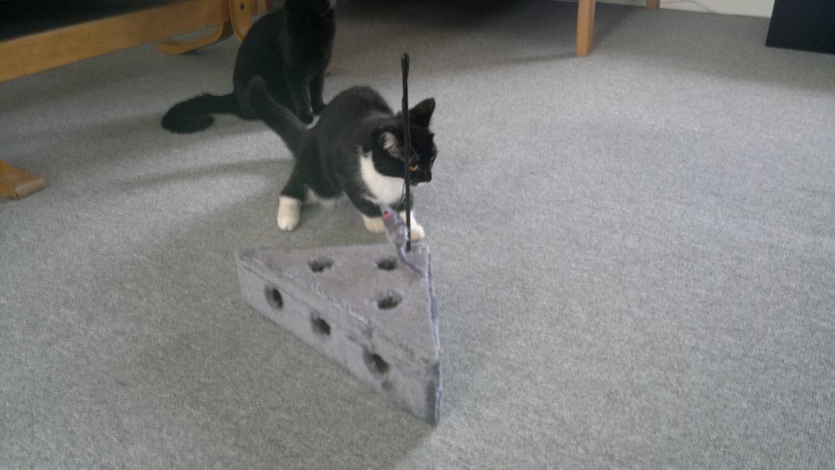 Huskat Fnuller - undersøger nyt legetøj billede 8