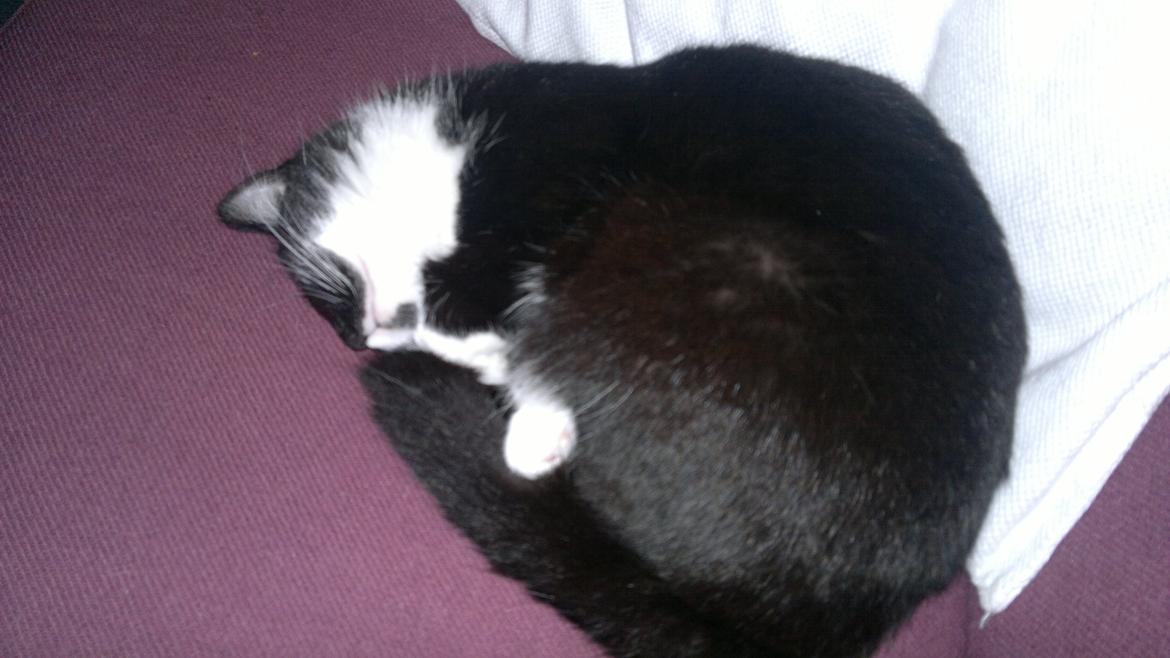 Huskat Fnuller - sammenkrøllet i sofaen billede 9