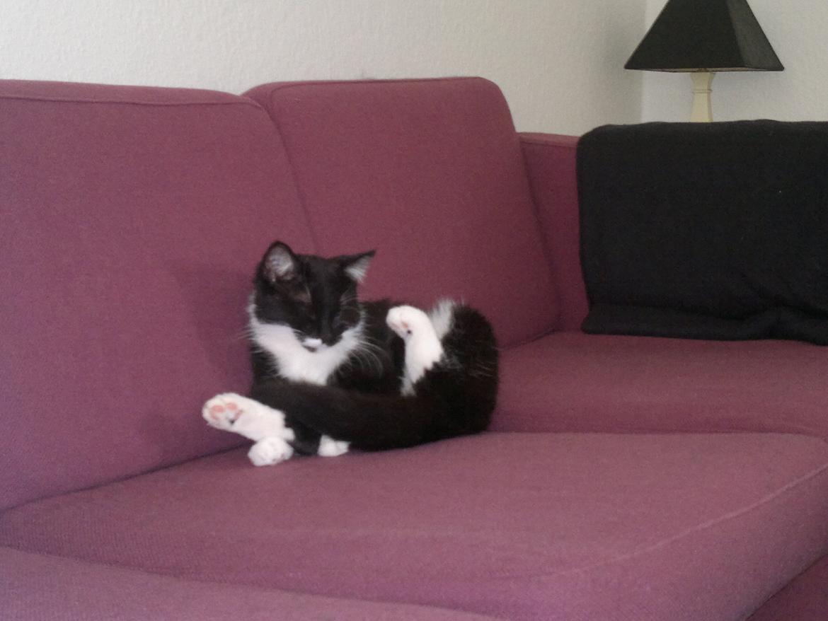 Huskat Fnuller - total afslapning.. billede 10