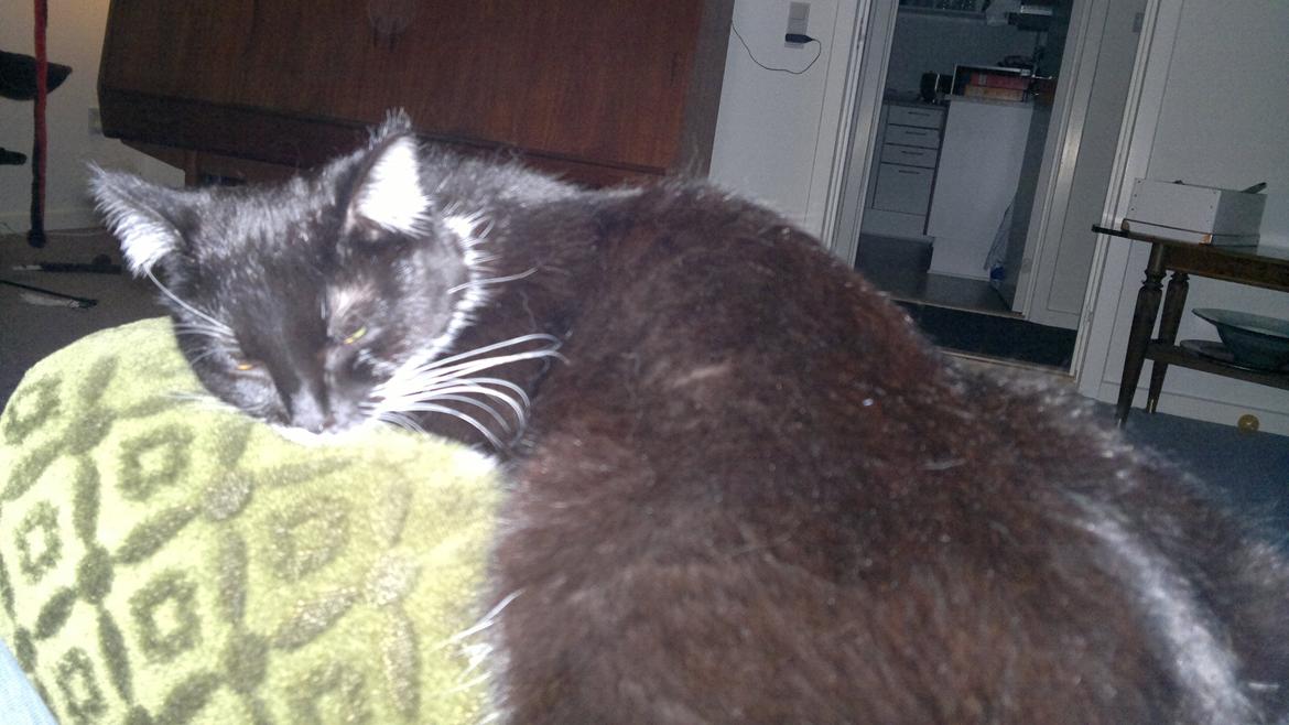 Huskat Fnuller - putter på armlænet af ynglings lænestol.. billede 11