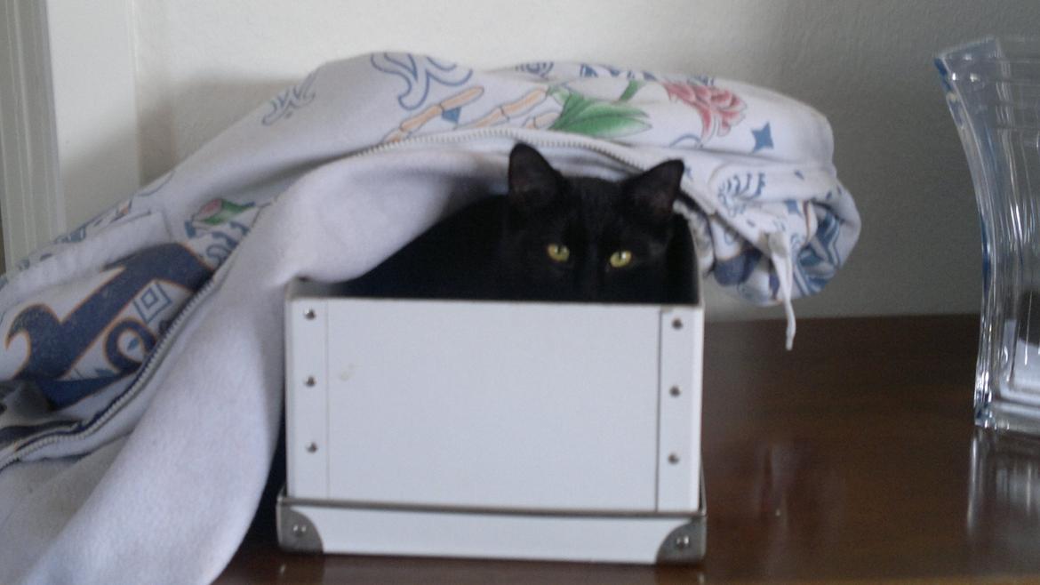 Huskat Mohawk aka MO - Sover gerne i en kasse..  billede 1