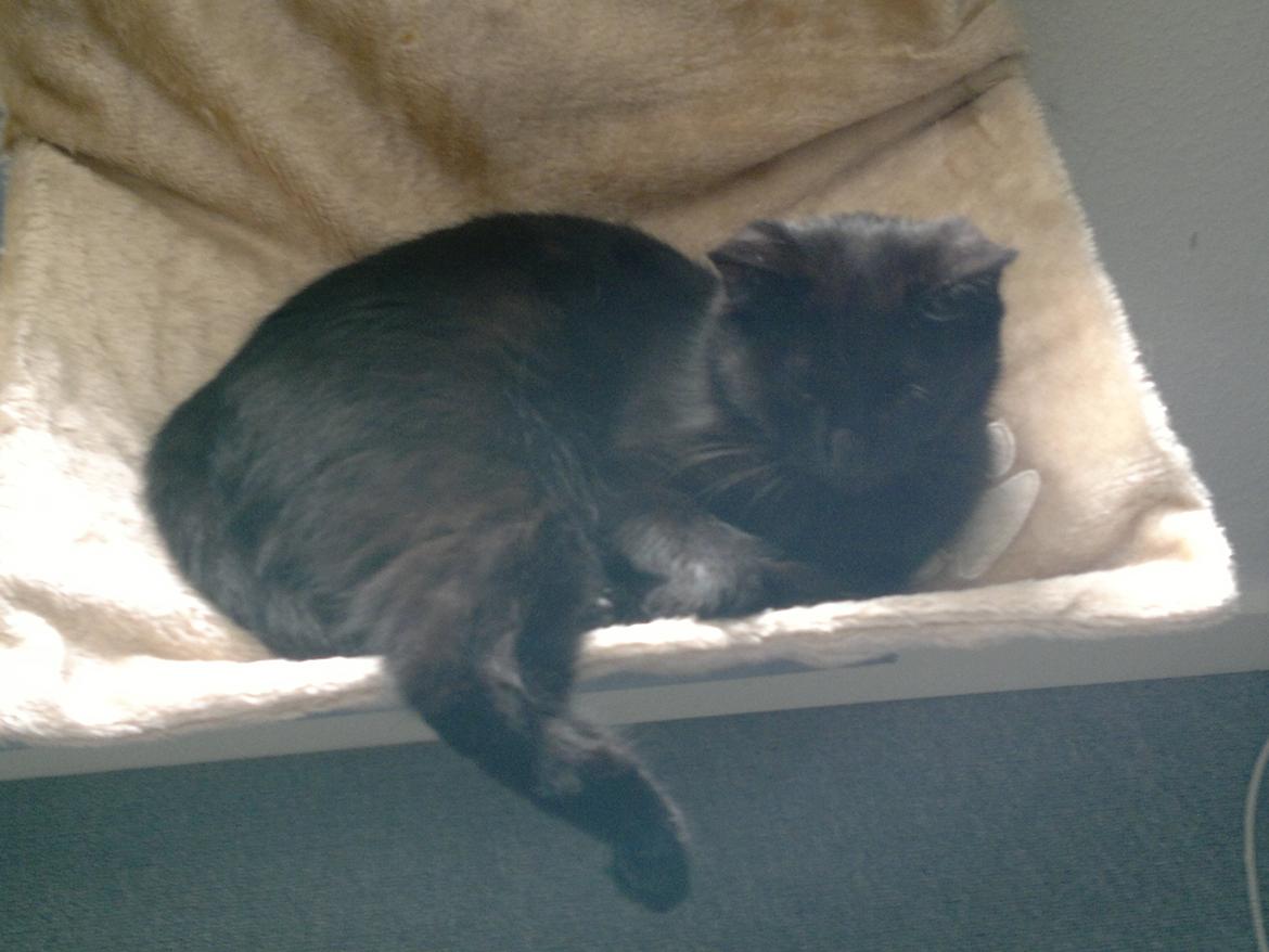 Huskat Mohawk aka MO - hygge i sengen billede 10