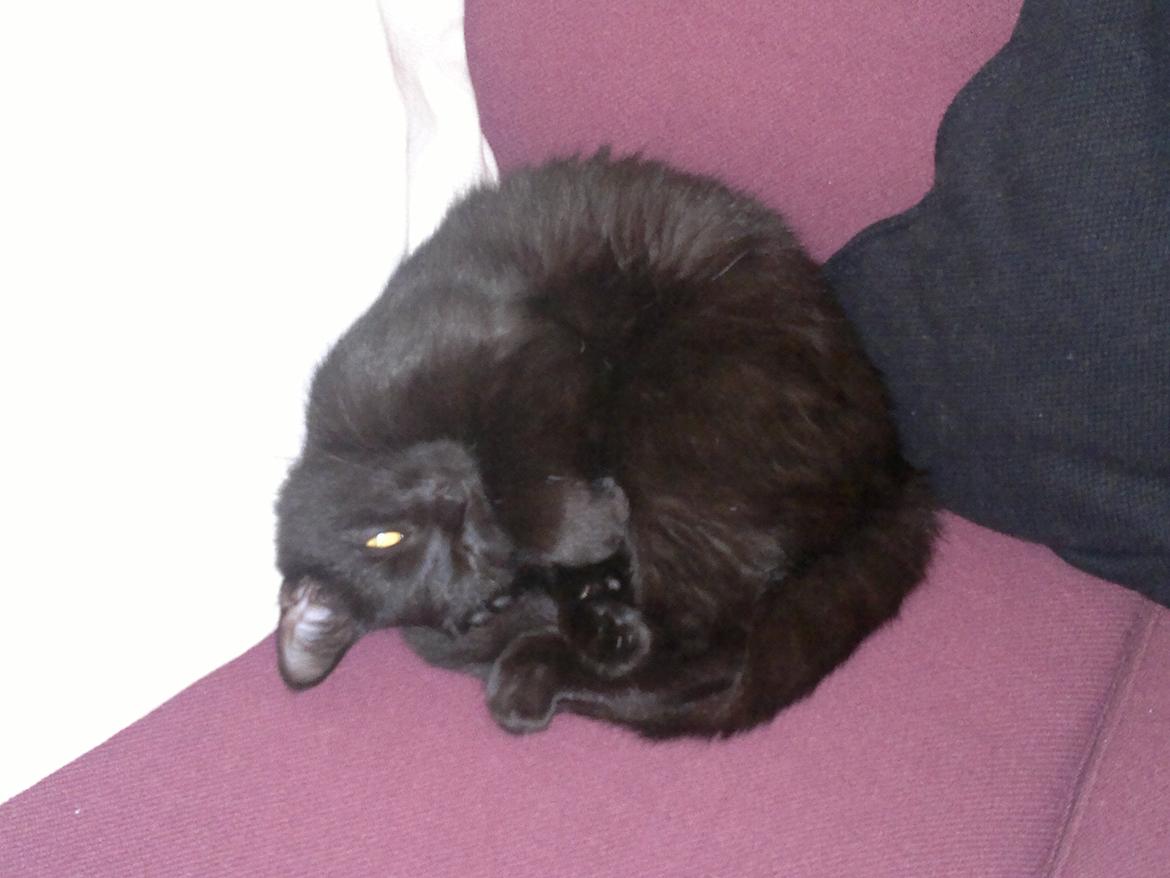Huskat Mohawk aka MO - sammenkrøllet i sofaen... billede 11