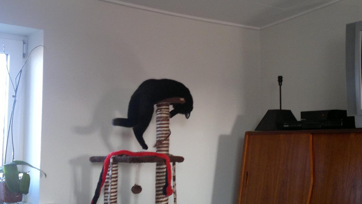 Huskat Mohawk aka MO - boldene skal bare ned.... billede 12