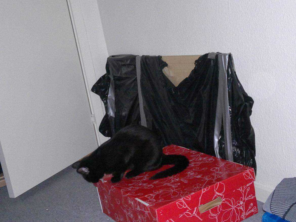 Huskat Mohawk aka MO - Hun har ødelagt alle lågene til kasserne... så kan hun jo lettere komme i dem for at sove. billede 13