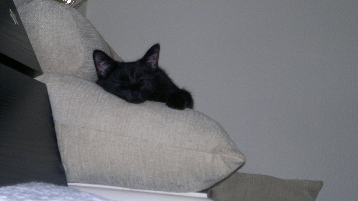 Huskat Gizmo aka Giz - sover overalt billede 1