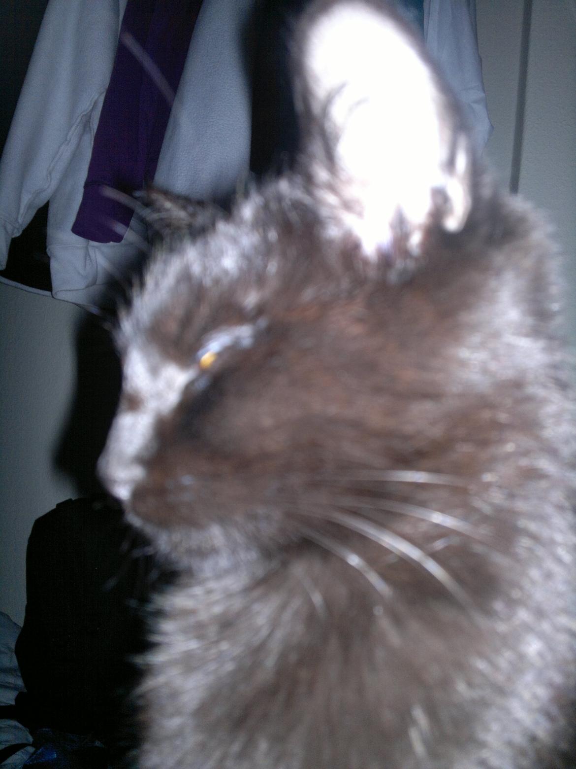 Huskat Gizmo aka Giz - close up billede 6