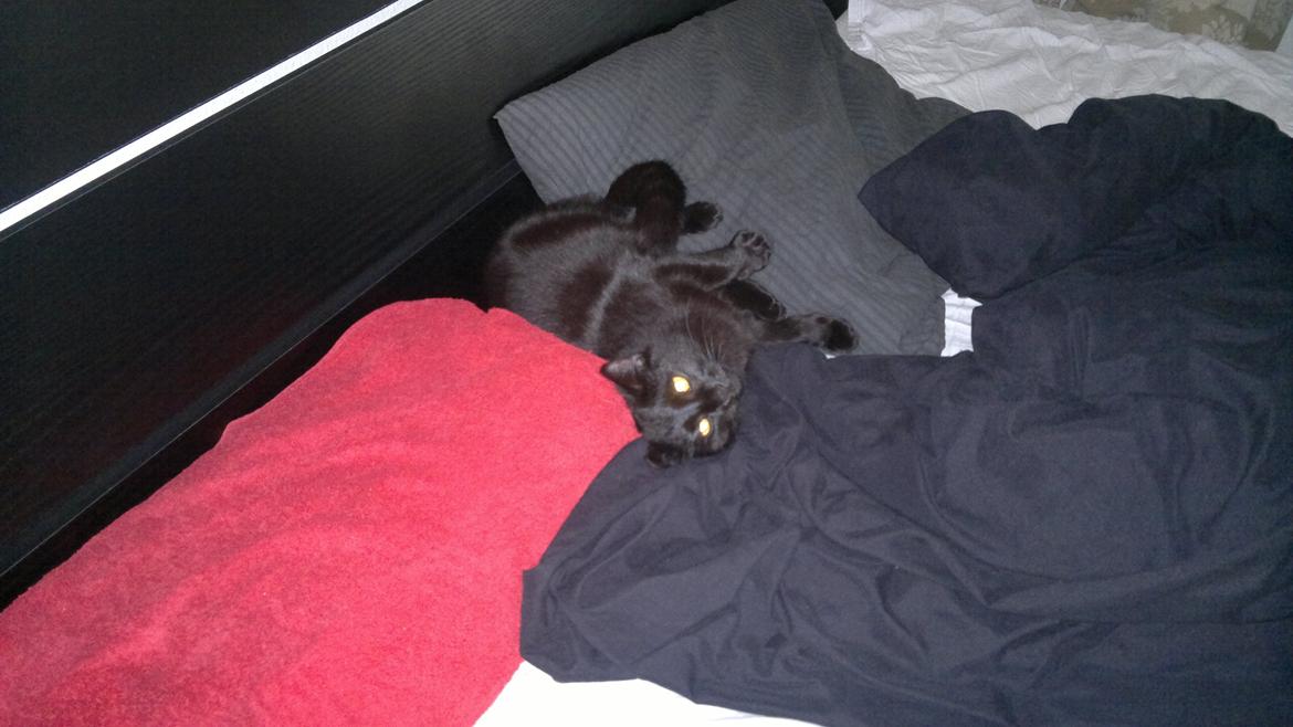 Huskat Gizmo aka Giz - putter i sengen.. billede 7