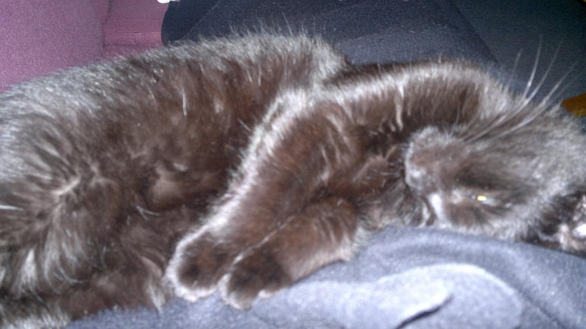 Huskat Gizmo aka Giz - putter på maven af mig billede 8