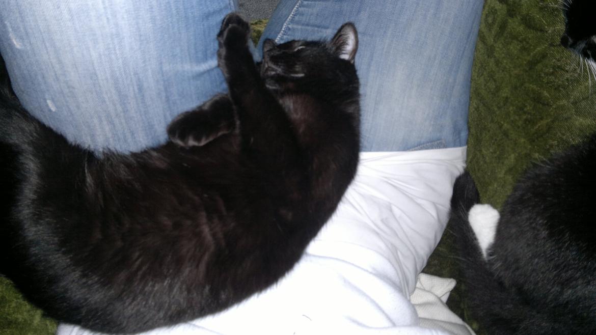 Huskat Gizmo aka Giz - putter ved mig billede 9