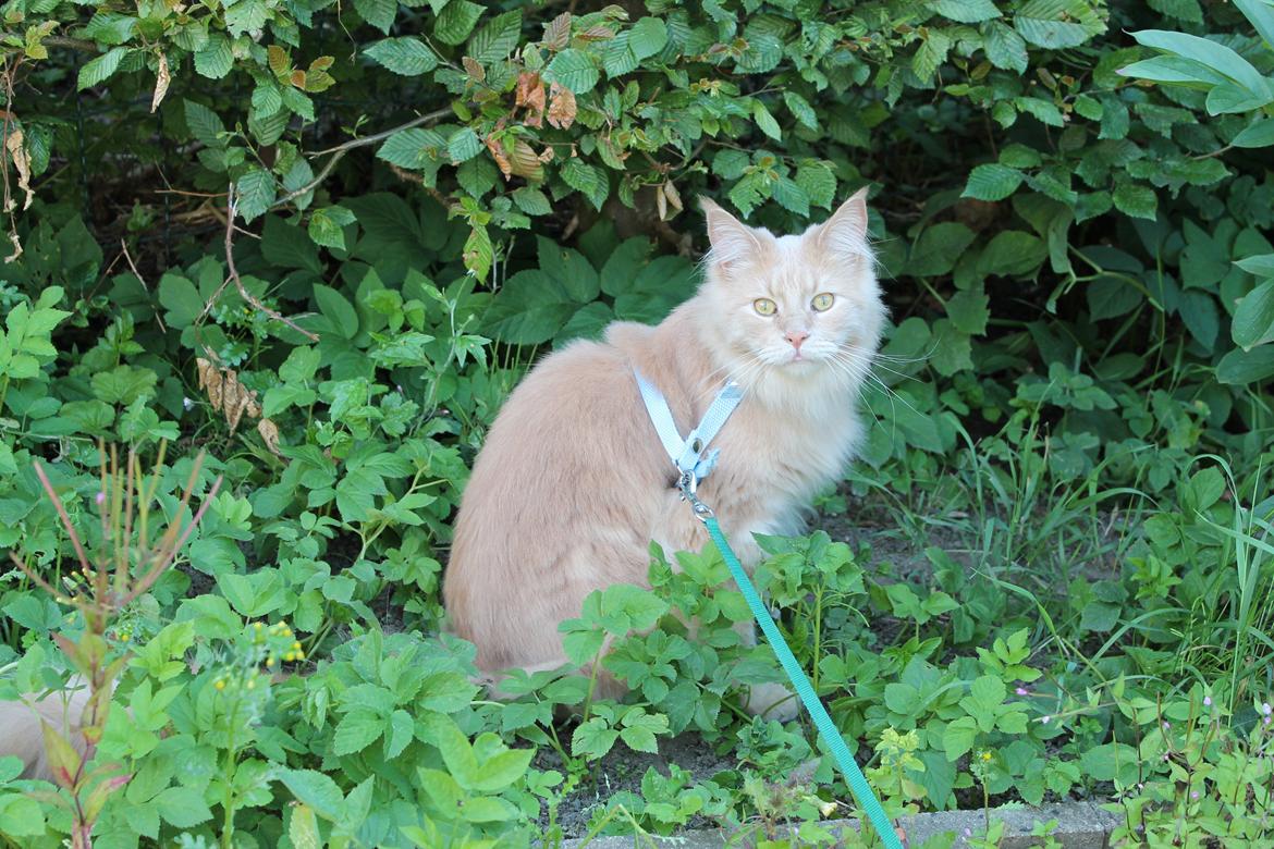 Maine Coon Bobby L Teddy Bear billede 17