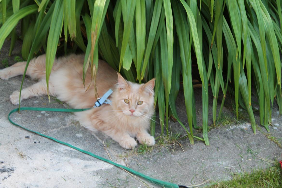 Maine Coon Bobby L Teddy Bear billede 18