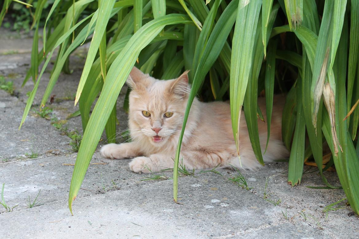 Maine Coon Bobby L Teddy Bear billede 19