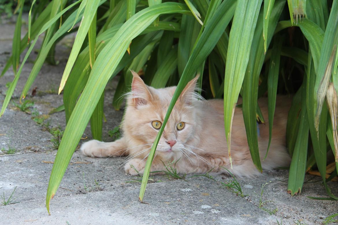 Maine Coon Bobby L Teddy Bear billede 20