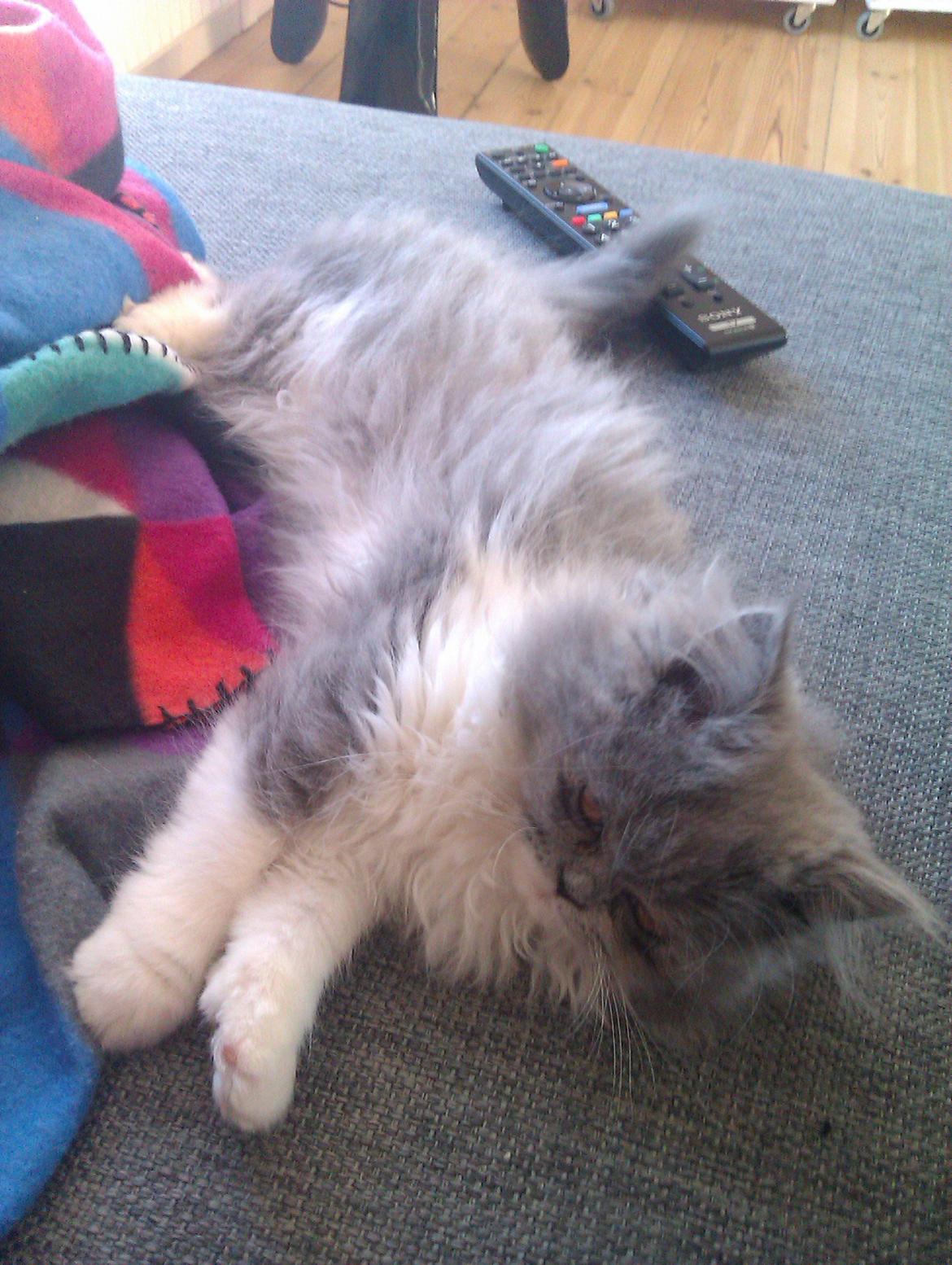 Perser Kamma billede 1