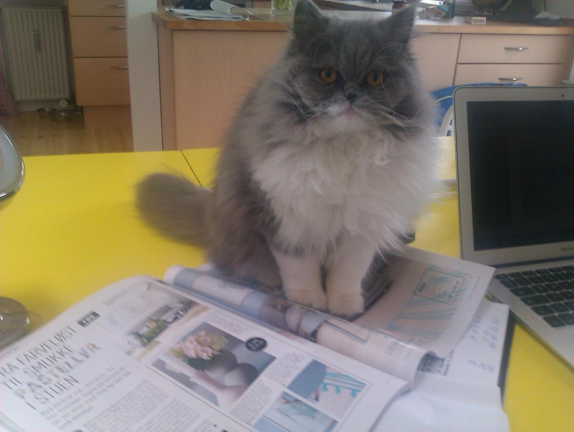 Perser Kamma billede 2